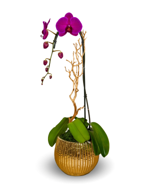Gold Elegant Purple Orchid Arrangement