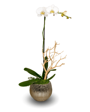 Silver Elegant White Orchid Arrangement