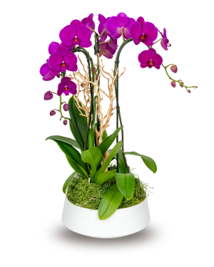 Classic Purple Orchid Arrangement