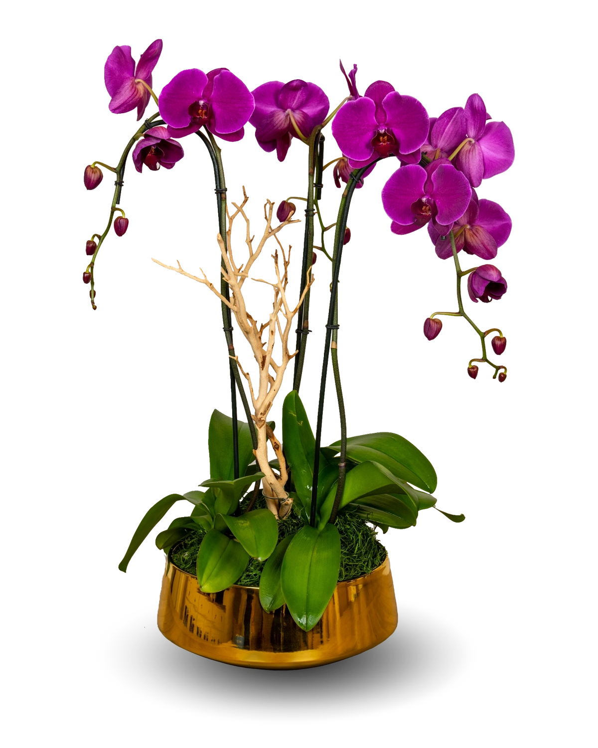 Gold Premium Purple Orchid Arrangement