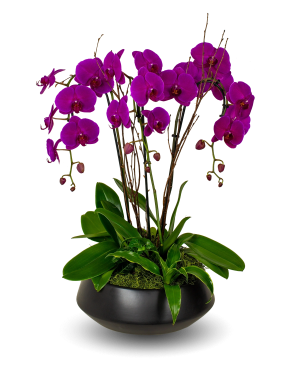 Black Premium Purple Orchid Arrangement