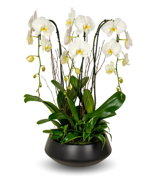 Black Premium White Orchid Arrangement