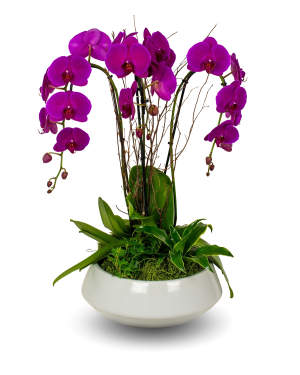 Premium Purple Orchid Arrangement