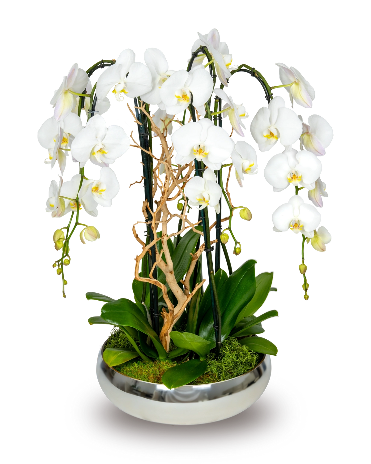 Premium White Orchid Centerpiece
