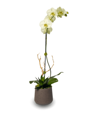 Modern Green Orchid Arrangement