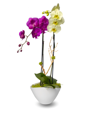 Elegant Mixed Color Orchid Arrangement
