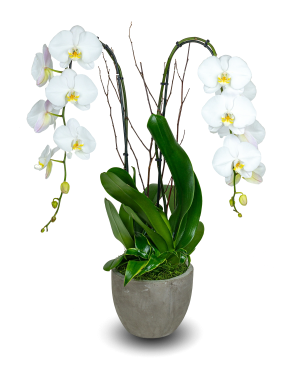 Rustic White Orchid Arrangement
