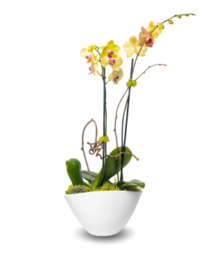 Elegant Mixed Yellow Orchid Arrangement