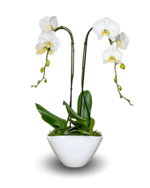 Elegant Full Color White Orchid Arrangement