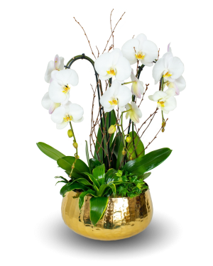 Gold Premium White Orchid Arrangement