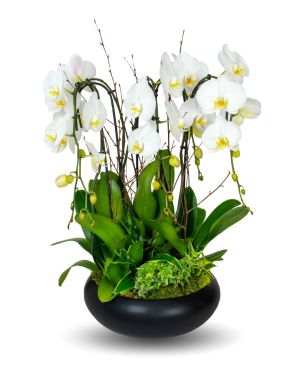 Classic Black Orchid Centerpiece