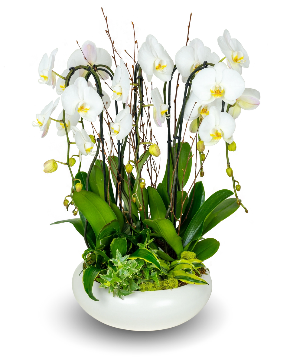 Classic White Orchid Centerpiece